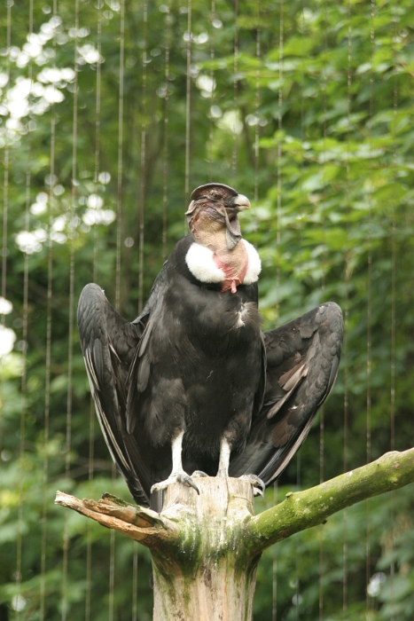 Zoo de Bale - 168